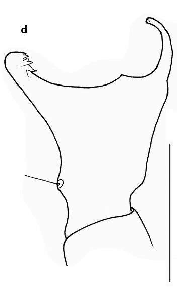 Datei:Panamomops inconspicuus-mal-palp-tibia-dorsal-Gnelitsa2025.png