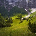 E4.5: Alpenfettweiden