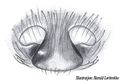 Epigyne