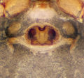 Epigyne