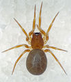 Thyreosthenius-parasiticus Benneckenstein-4330 11-05 01-female.jpg