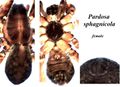Habitus