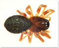 Thyreosthenius paraciticus w do MFarlund.jpg