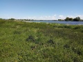 C3.1: Krautige Ufersäume