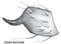 Tibialapophyse