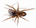 Amaurobius similis female habitus 600.jpg