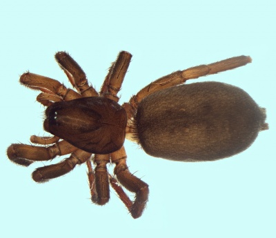 Gnaphosa badia female 20160327192424-513454b3-me.jpg