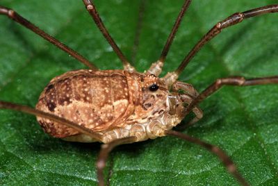 Rilaena triangularis f3.JPG
