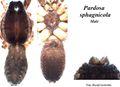 Habitus