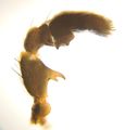 Pedipalpus