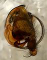 Pedipalpus dorsal
