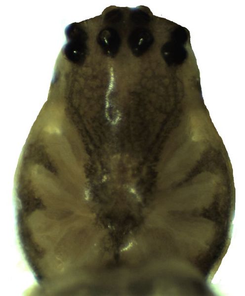 Datei:Tetragnatha obtusa female prosoma HLovbrekke.jpg