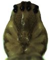 Prosoma