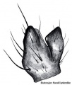 Tibialapophyse