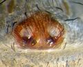 Epigyne
