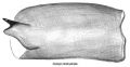 Tibialapophyse