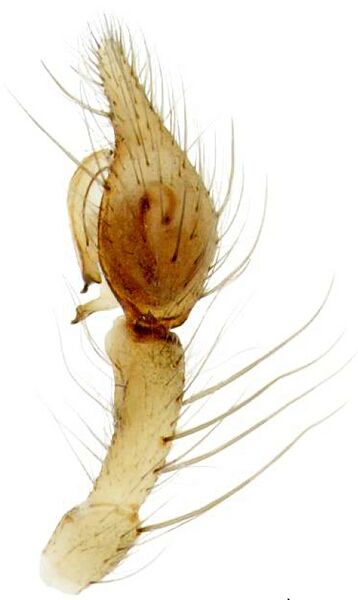 Datei:Tegenaria lapicidinarum-BLN-Kieljorn-male-palpus-retrolateral.jpg