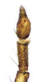 Pedipalpus