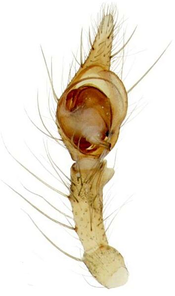 Datei:Tegenaria lapicidinarum-BLN-Kieljorn-male-palpus-ventral.jpg