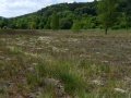 E1.B: Schwermetallrasen siehe auch Galmeivegetation