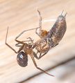 S. grossa mit Grillennymphe