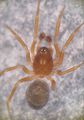 Thyreosthenius parasiticus m MLemke 1024N.jpg