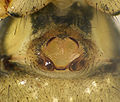 Epigyne