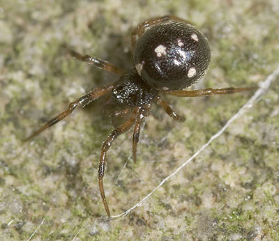 Guttata paulinzella 08-07 01.jpg