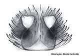 X. miniata