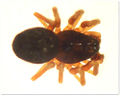 Thyreosthenius paraciticus m 1,6mm MFarlund.jpg