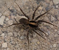 dorsal