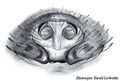 Epigyne