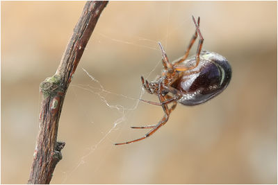 Steatoda b schäfer.jpg