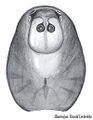 Prosomaform