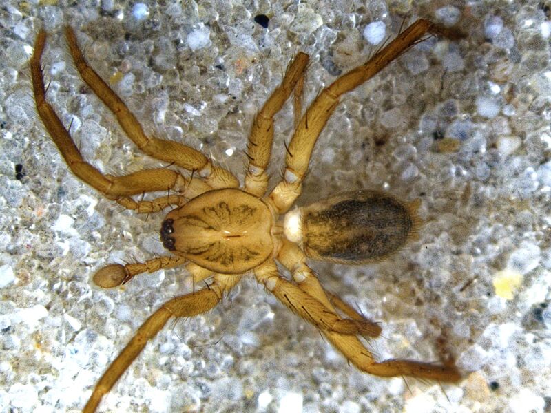 Datei:Liocranoeca striata-mdorsal ch00.jpg