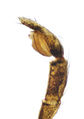 Pedipalpus