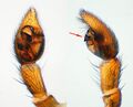 Pedipalpus