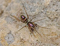 Micaria dives male A6364 PO6650.jpg