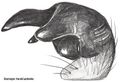 Tibialapophyse (retrolateral)