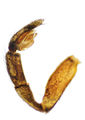 Pedipalpus