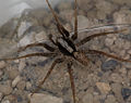 dorsal