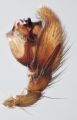 linker Pedipalpus retrolateral
