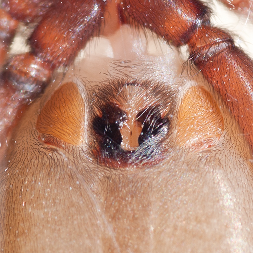 Datei:Haplodrassus epigyne heller.jpg