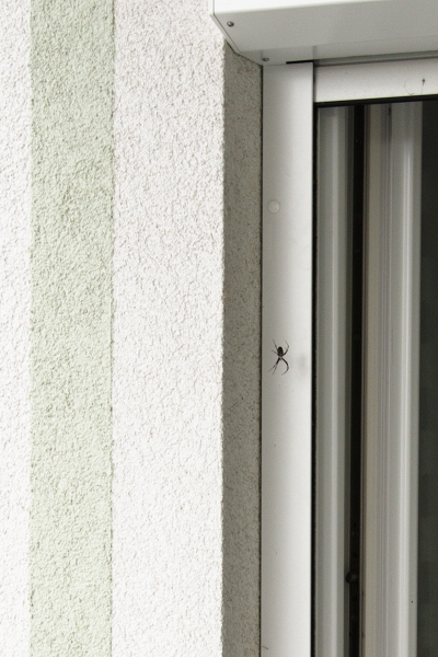 Datei:Argiope bruennichi Terrasse2.jpg