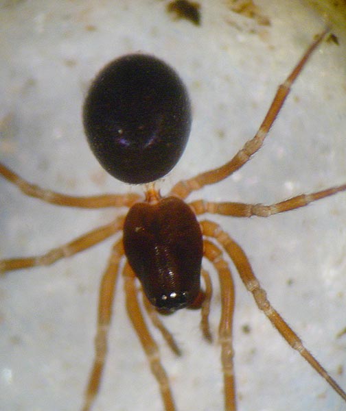 Datei:Troxochrus scabriculus 4 1024.jpg