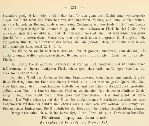 Datei:PhilodromusDisparObscurus2.jpg