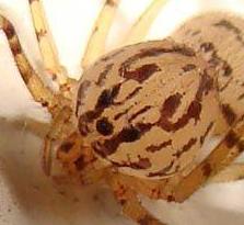 Datei:Scyttodes prosoma.jpg