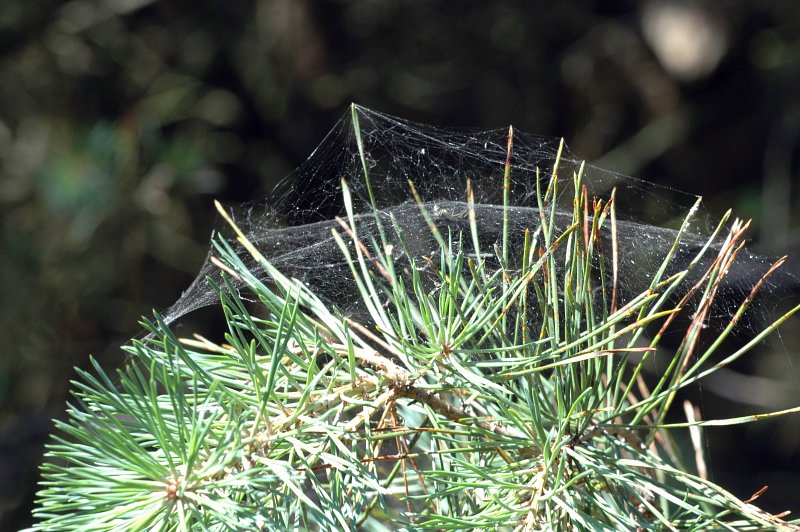 Datei:Linyphia triangularis Netz-800.jpg