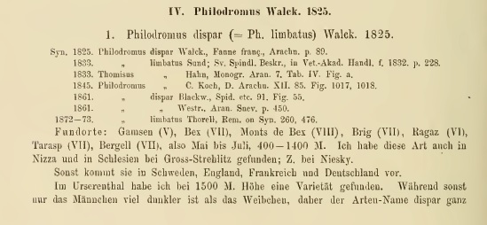 Datei:PhilodromusDisparObscurus1.jpg