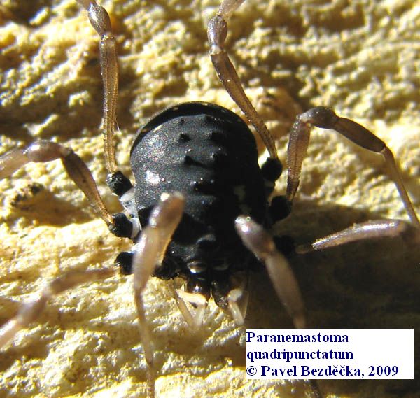 Datei:Paranemastoma quadripunctatum.jpg
